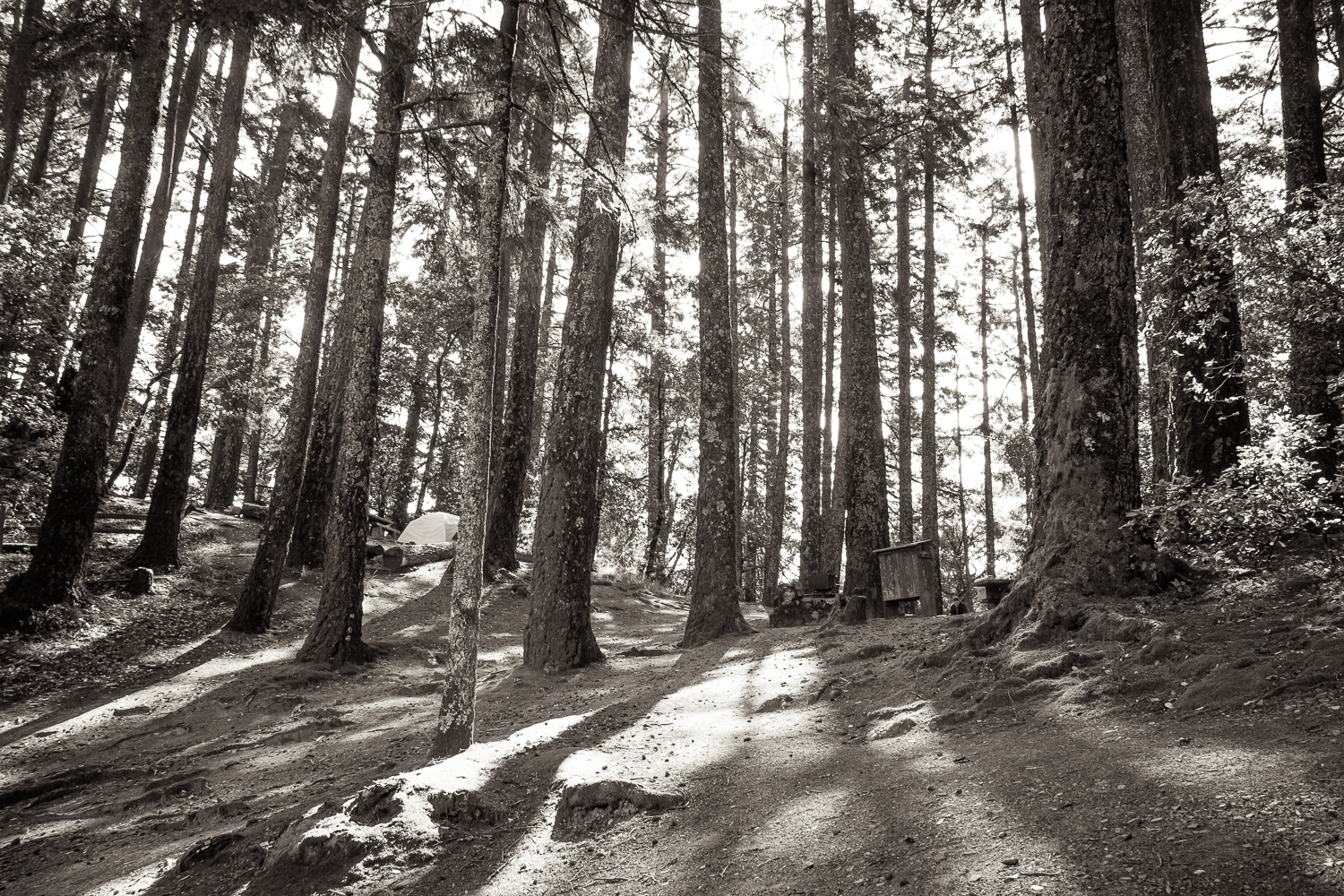 Camp at Mt. Tam's Pantoll Campground