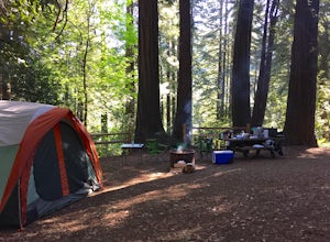 Redwoods Camping at Samuel P Taylor