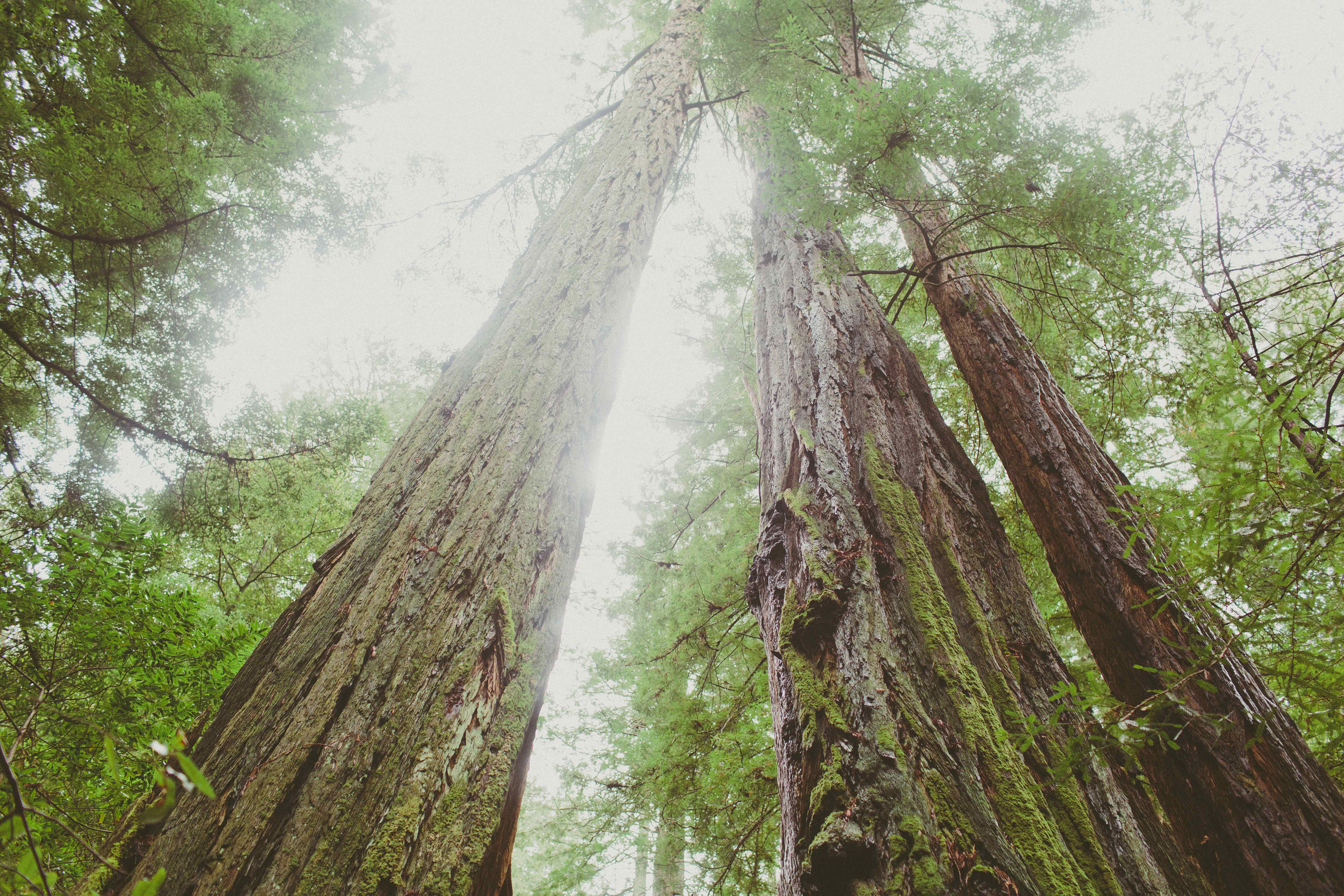 Canopy, Panoramic, Redwood Trail, Sun, Dipsea Trail Loop