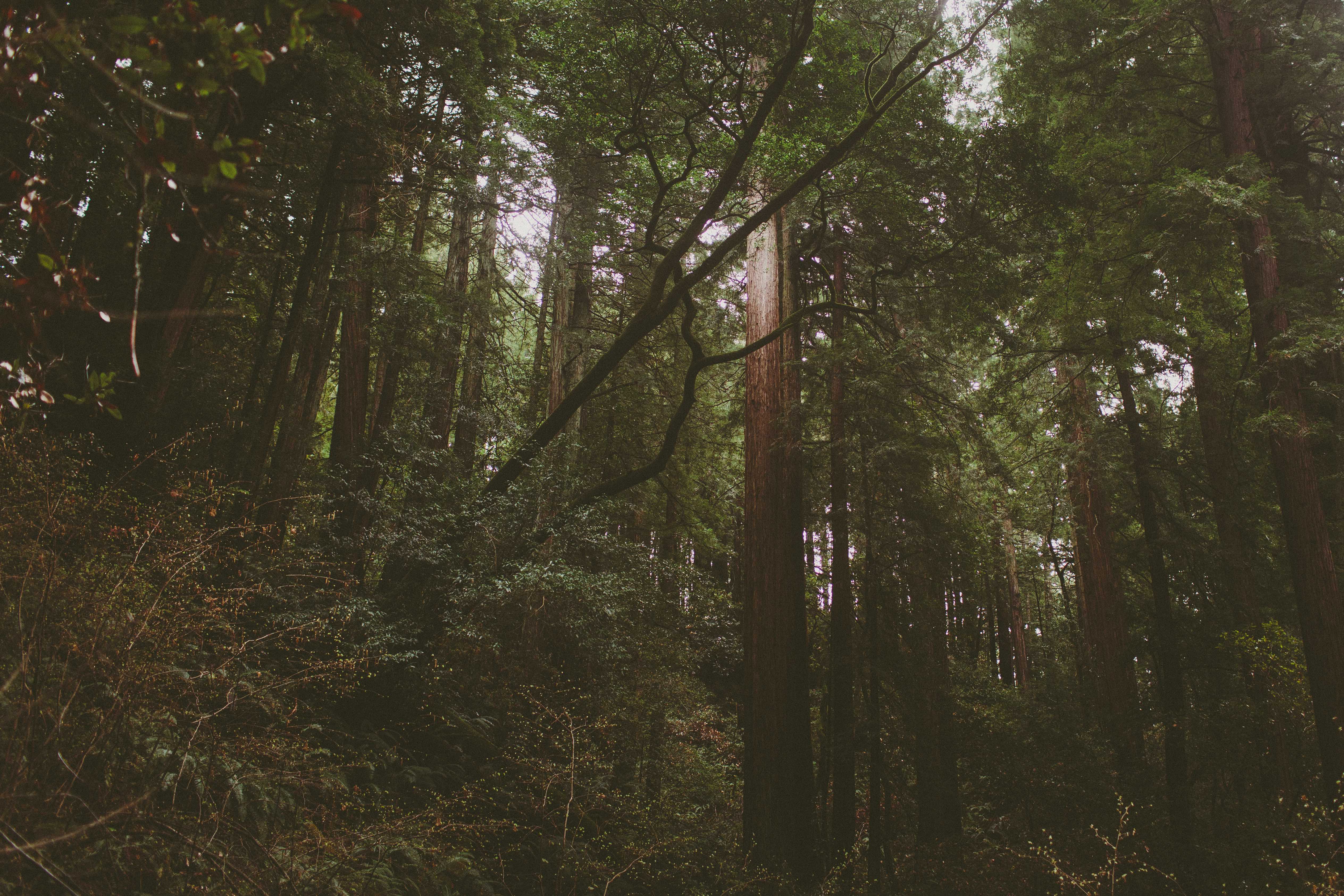 Canopy, Panoramic, Redwood Trail, Sun, Dipsea Trail Loop