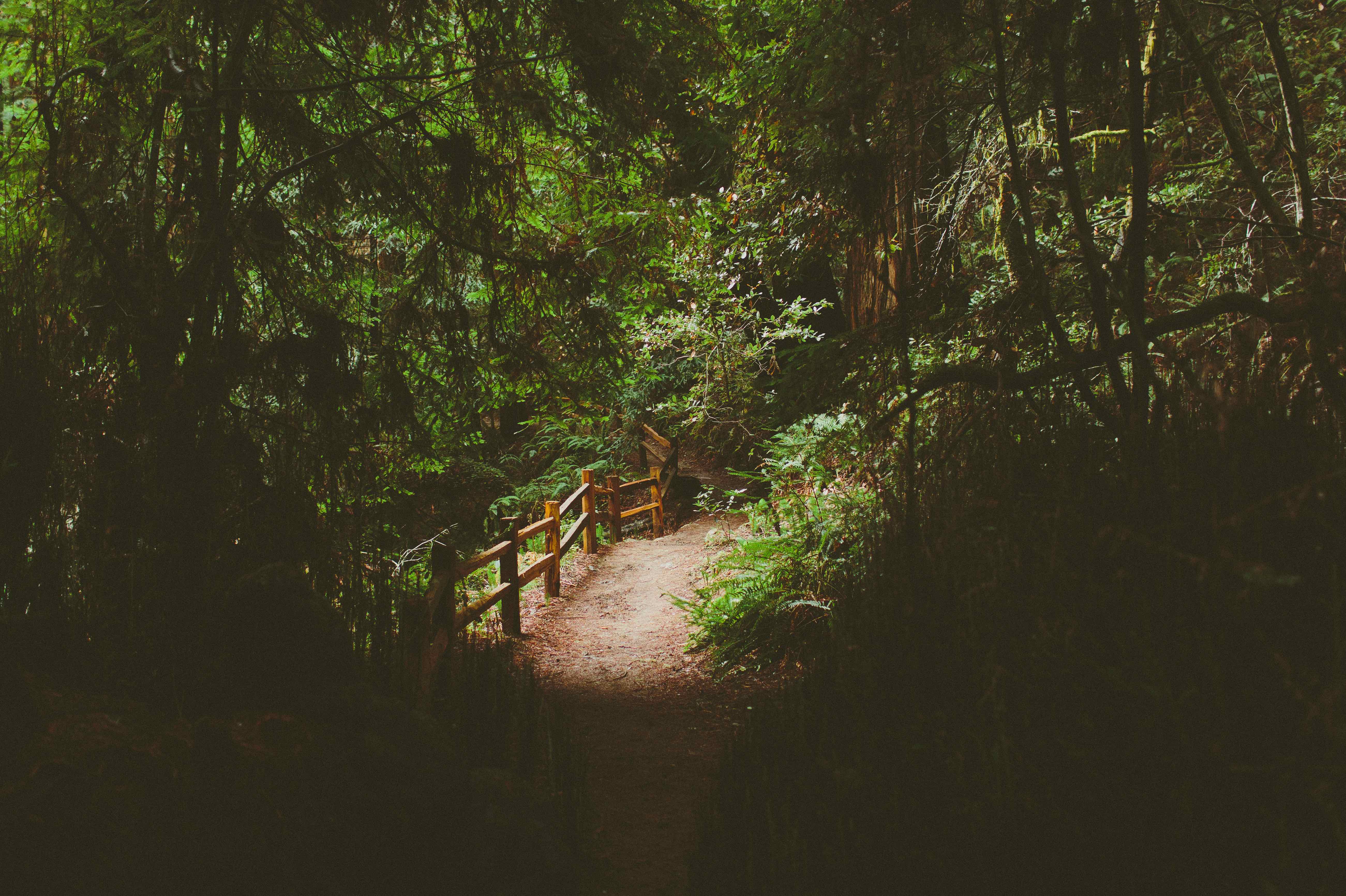 Canopy, Panoramic, Redwood Trail, Sun, Dipsea Trail Loop