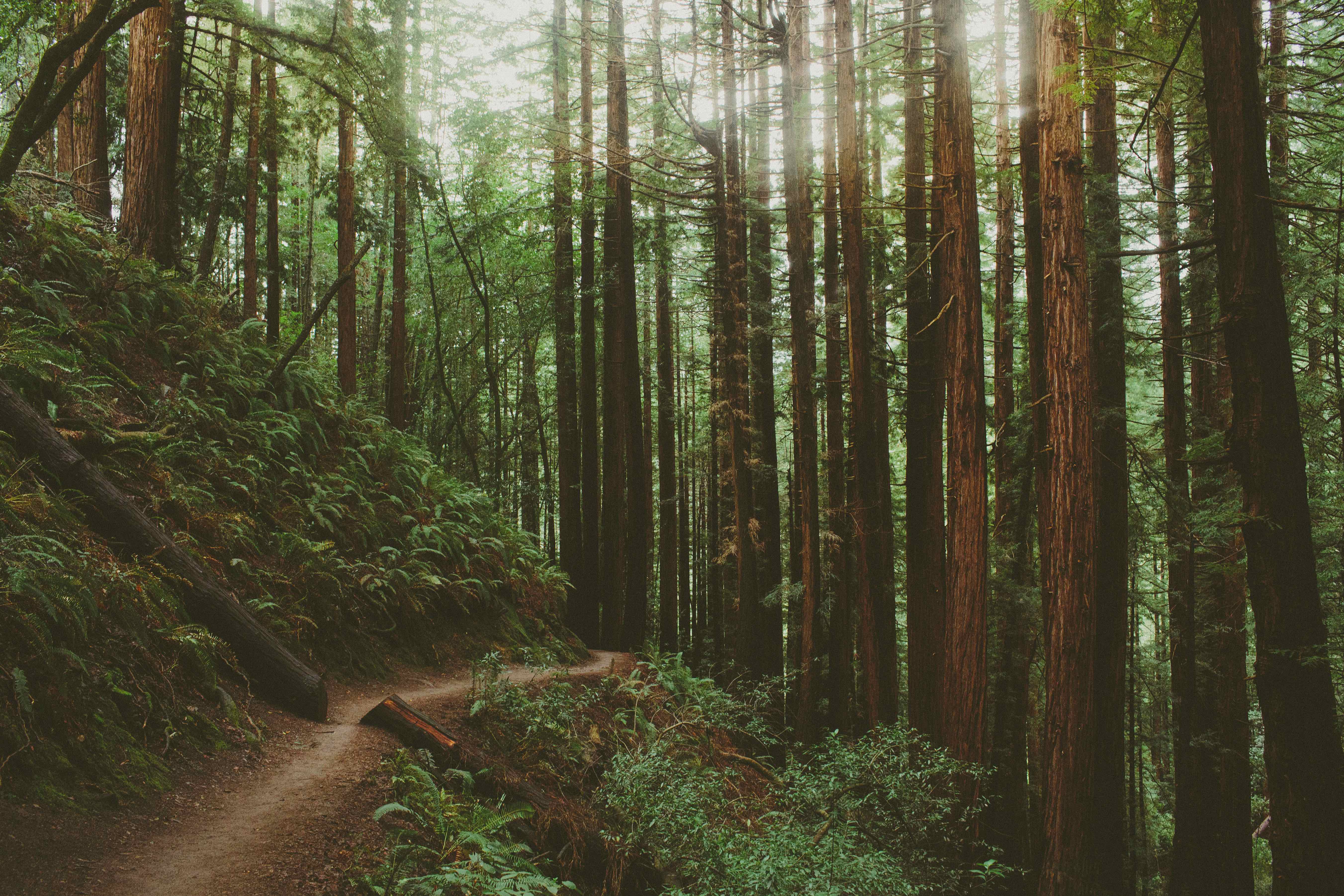 Canopy, Panoramic, Redwood Trail, Sun, Dipsea Trail Loop