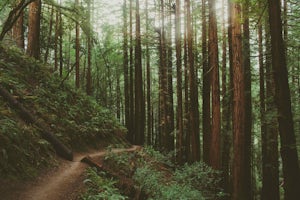 Canopy, Panoramic, Redwood Trail, Sun, Dipsea Trail Loop