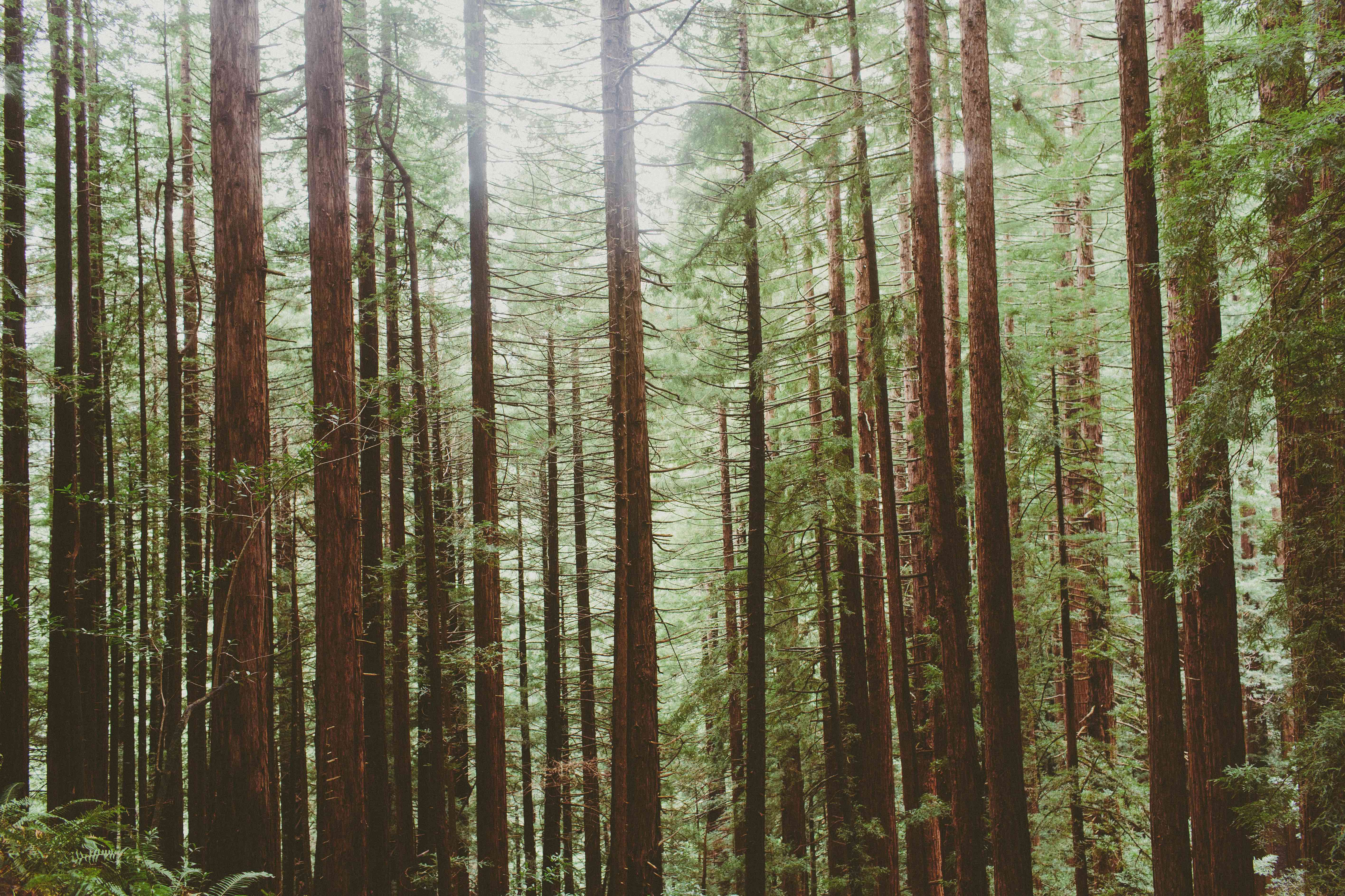 Canopy, Panoramic, Redwood Trail, Sun, Dipsea Trail Loop