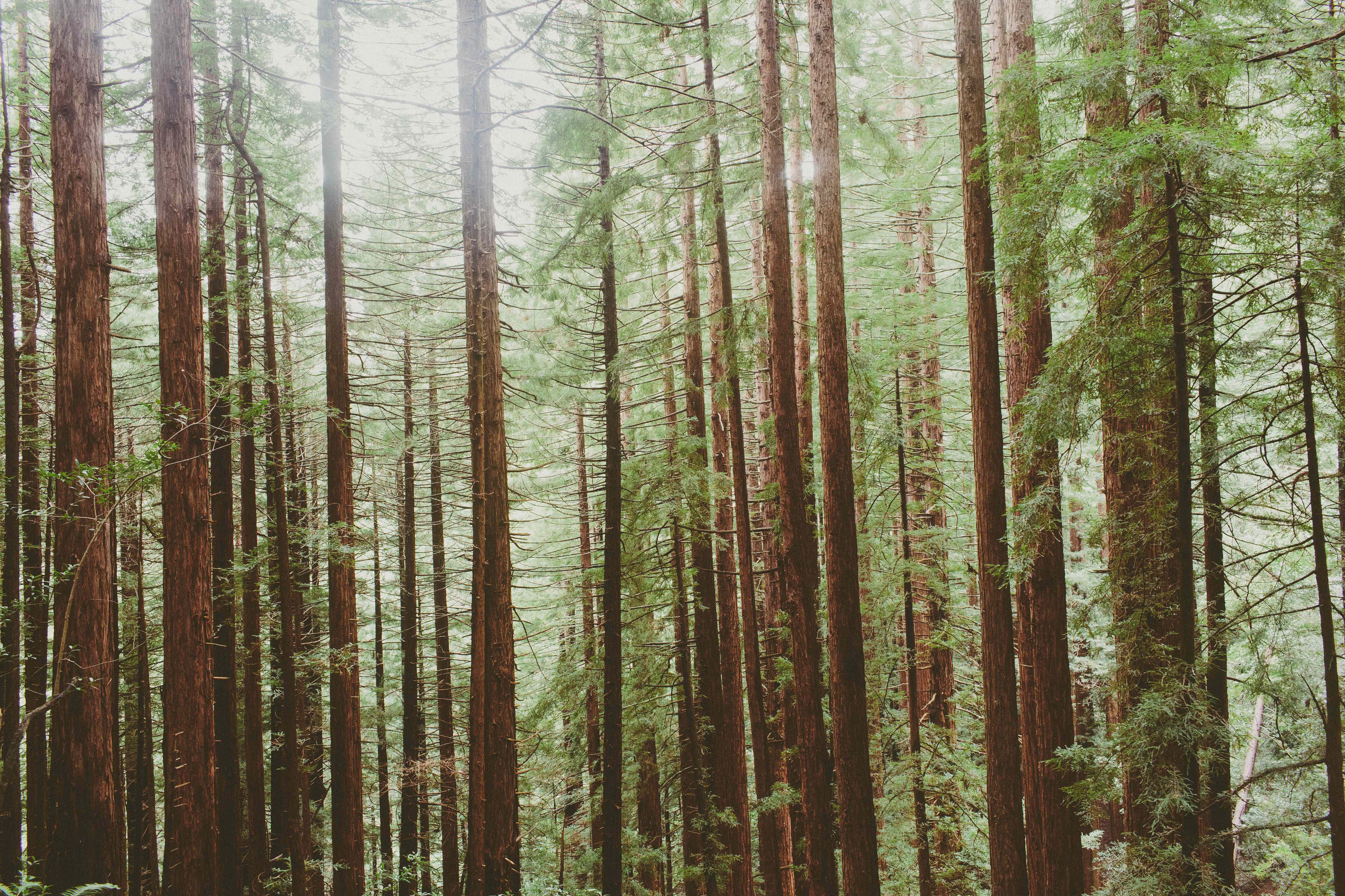 Canopy, Panoramic, Redwood Trail, Sun, Dipsea Trail Loop
