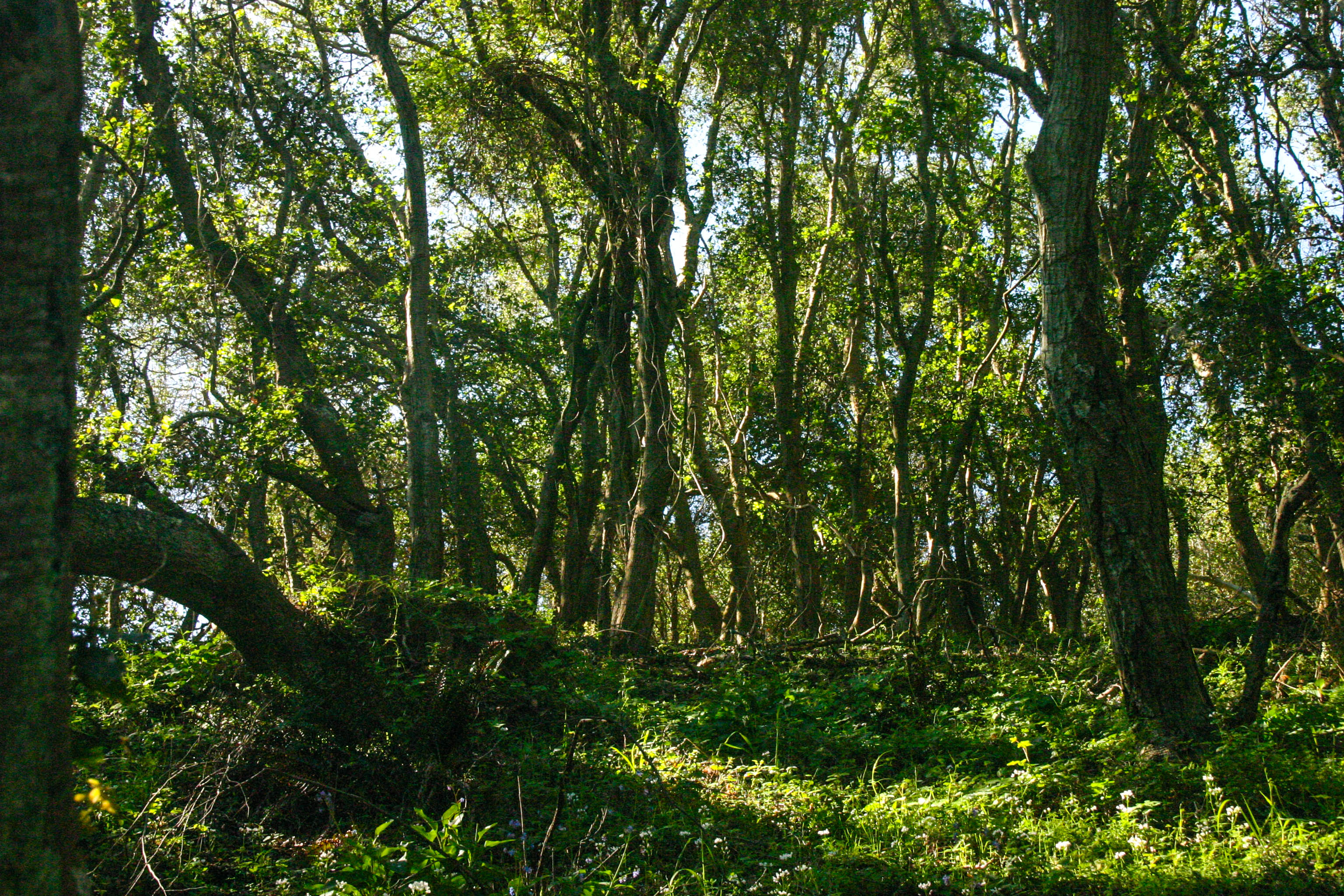 Mt. Livermore via North Ridge Trail