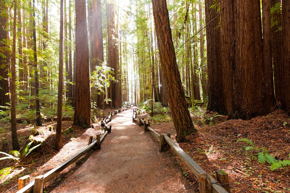 Sonoma County Redwoods Hike, Armstrong Redwoods