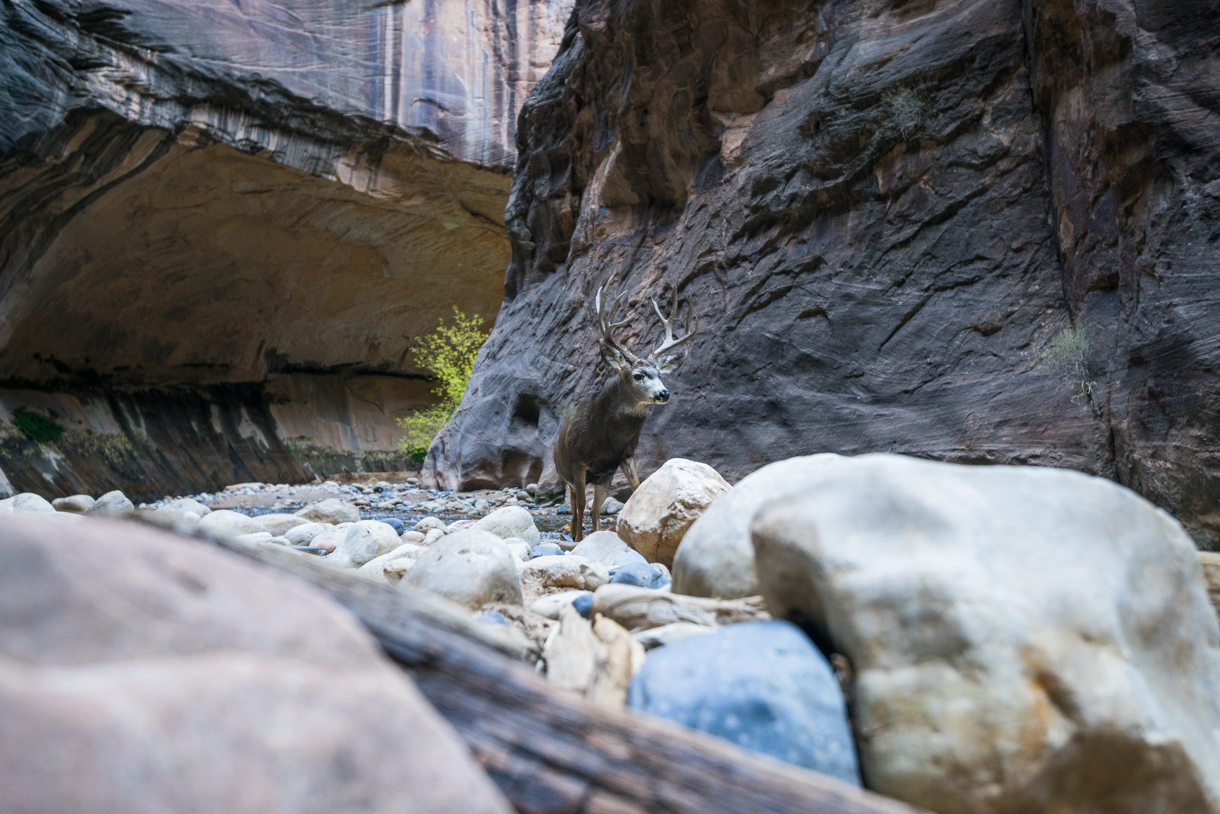 The Narrows, Zion NP