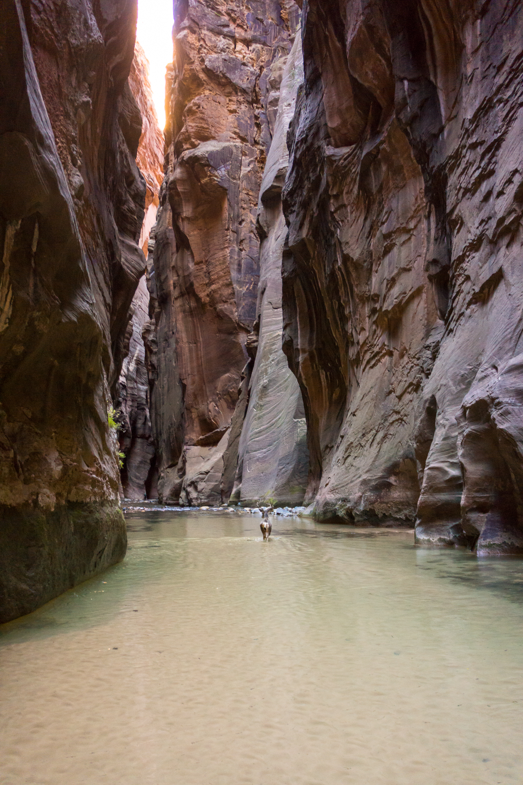 The Narrows, Zion NP
