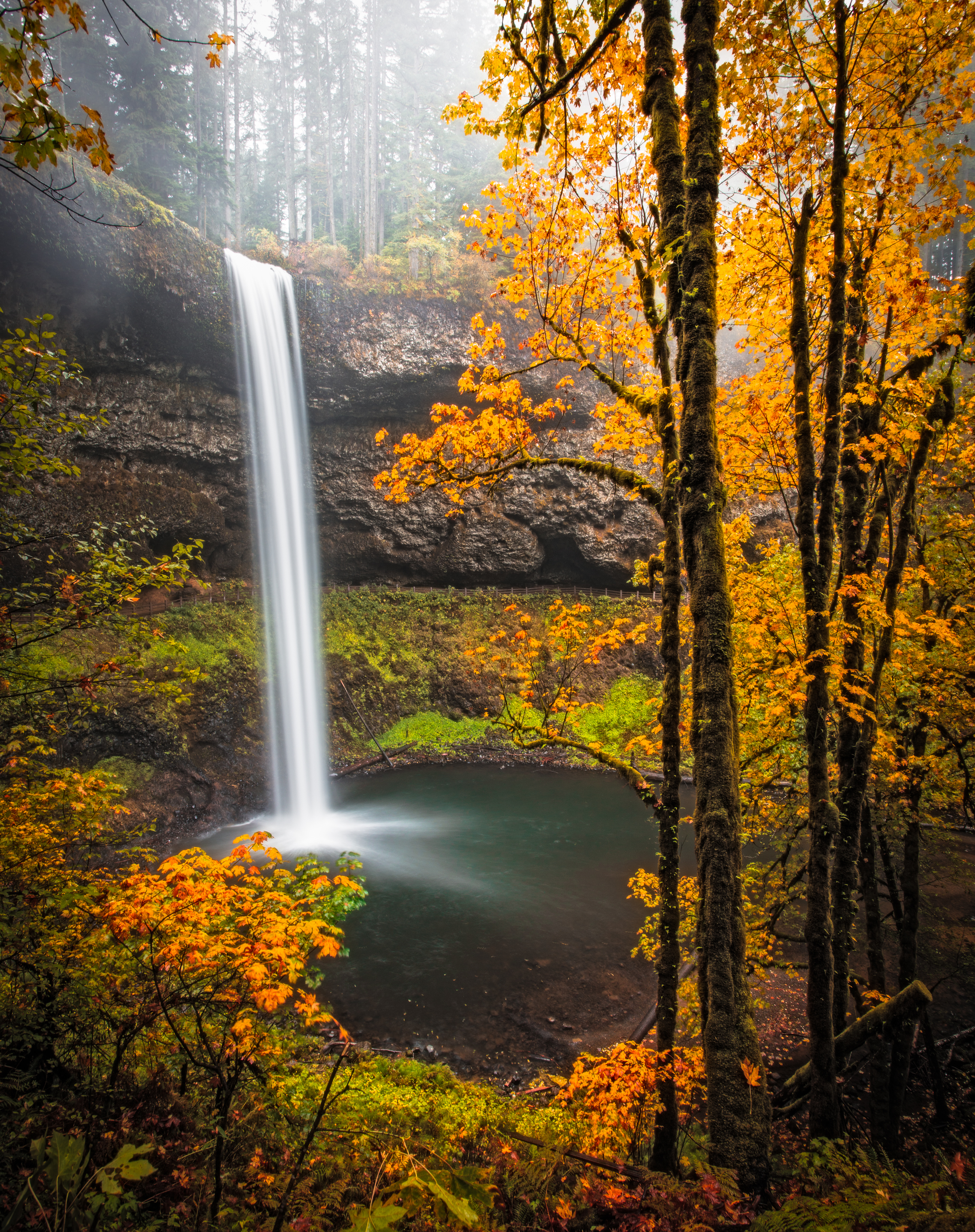 Camp in Silver Falls State Park