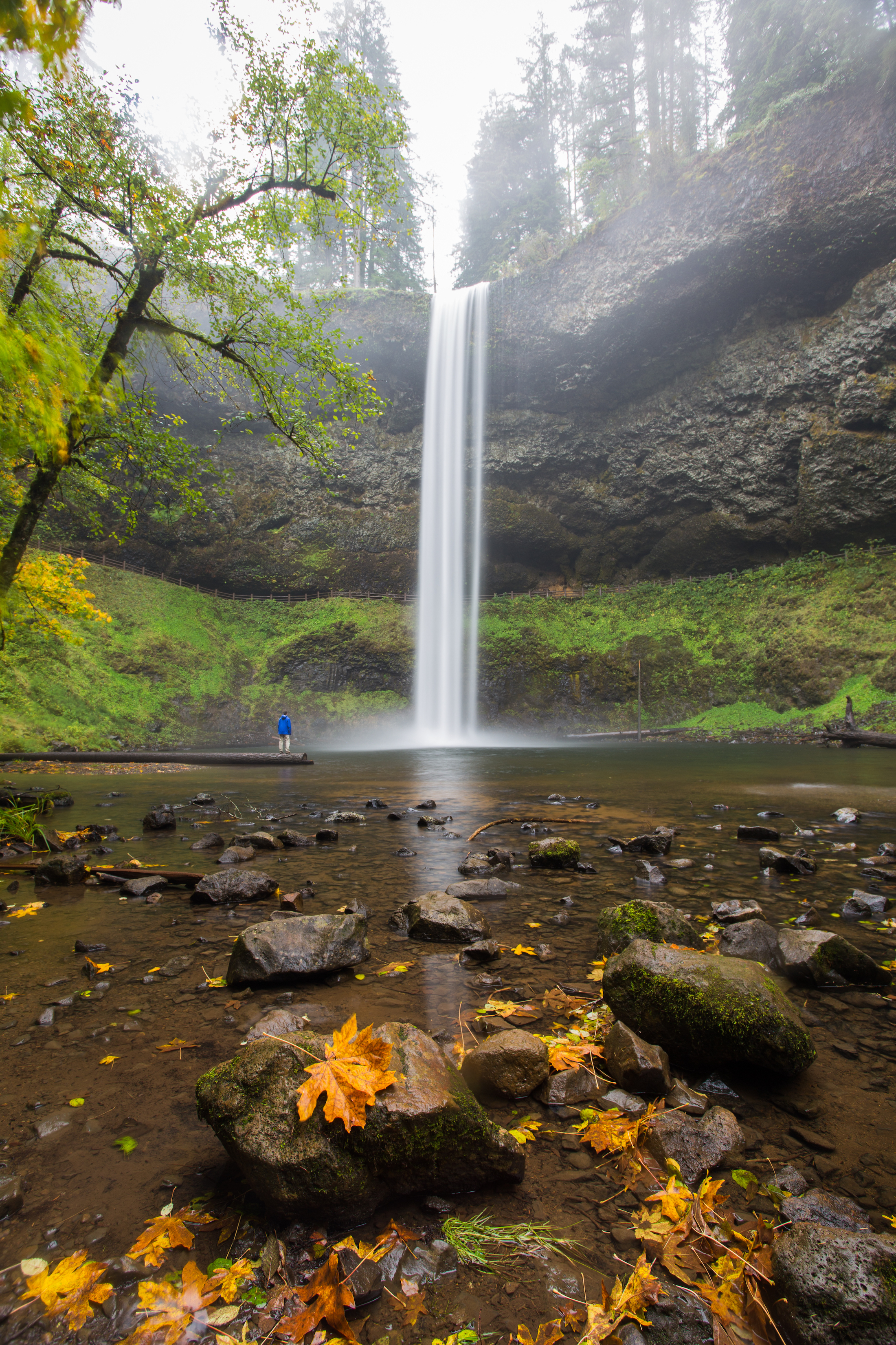 Camp in Silver Falls State Park