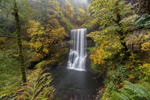 Camp in Silver Falls State Park