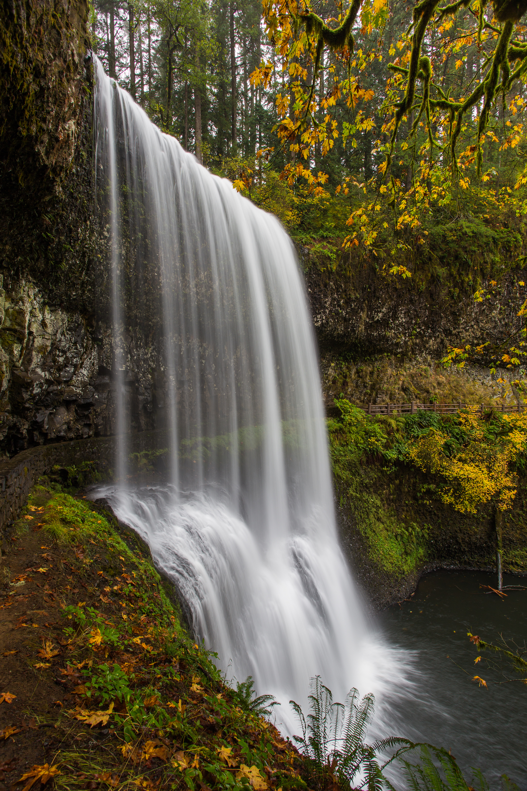 Camp in Silver Falls State Park
