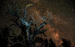 Wheeler Peak Campground in Great Basin NP