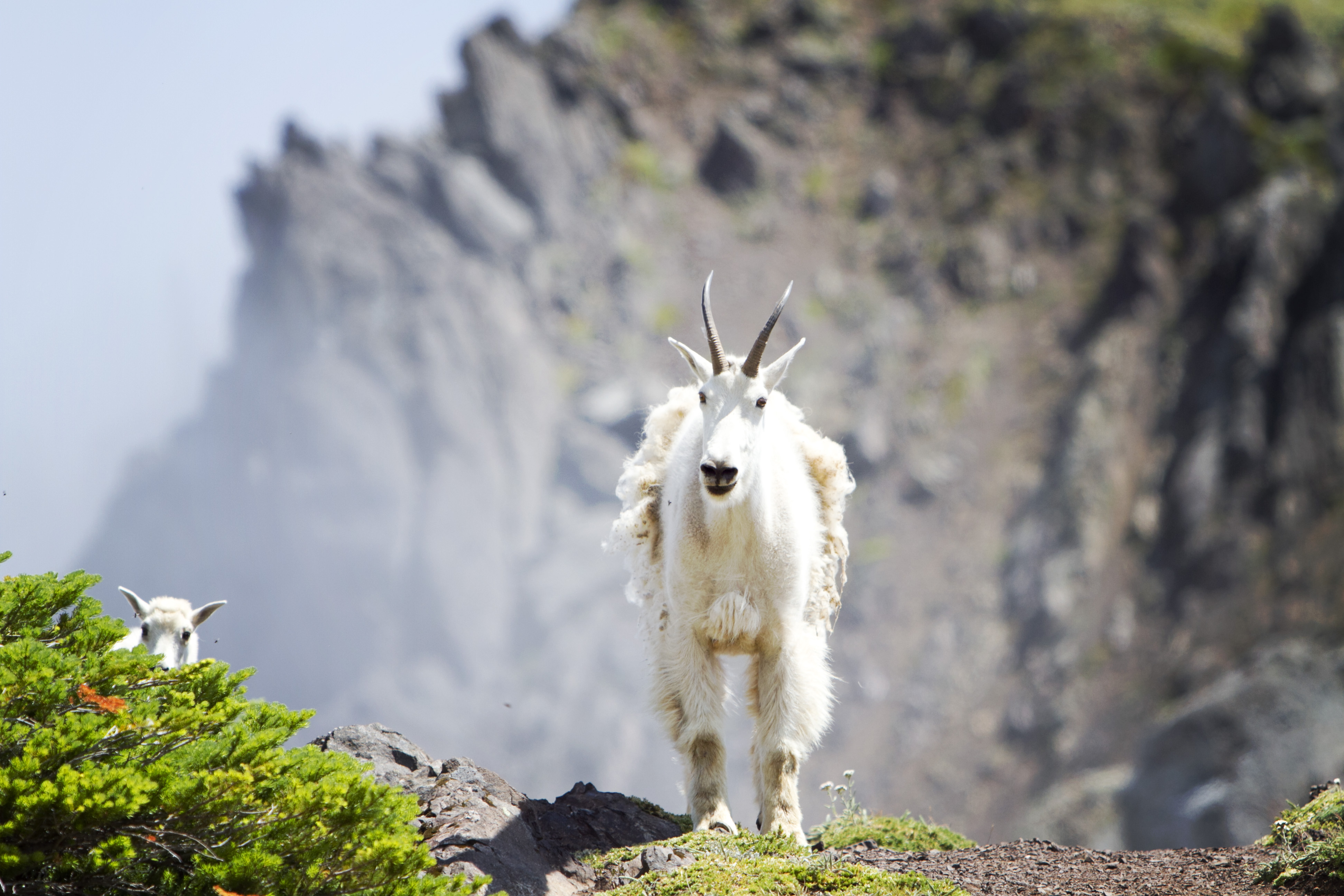 Klahhane Ridge (Switchback Route)