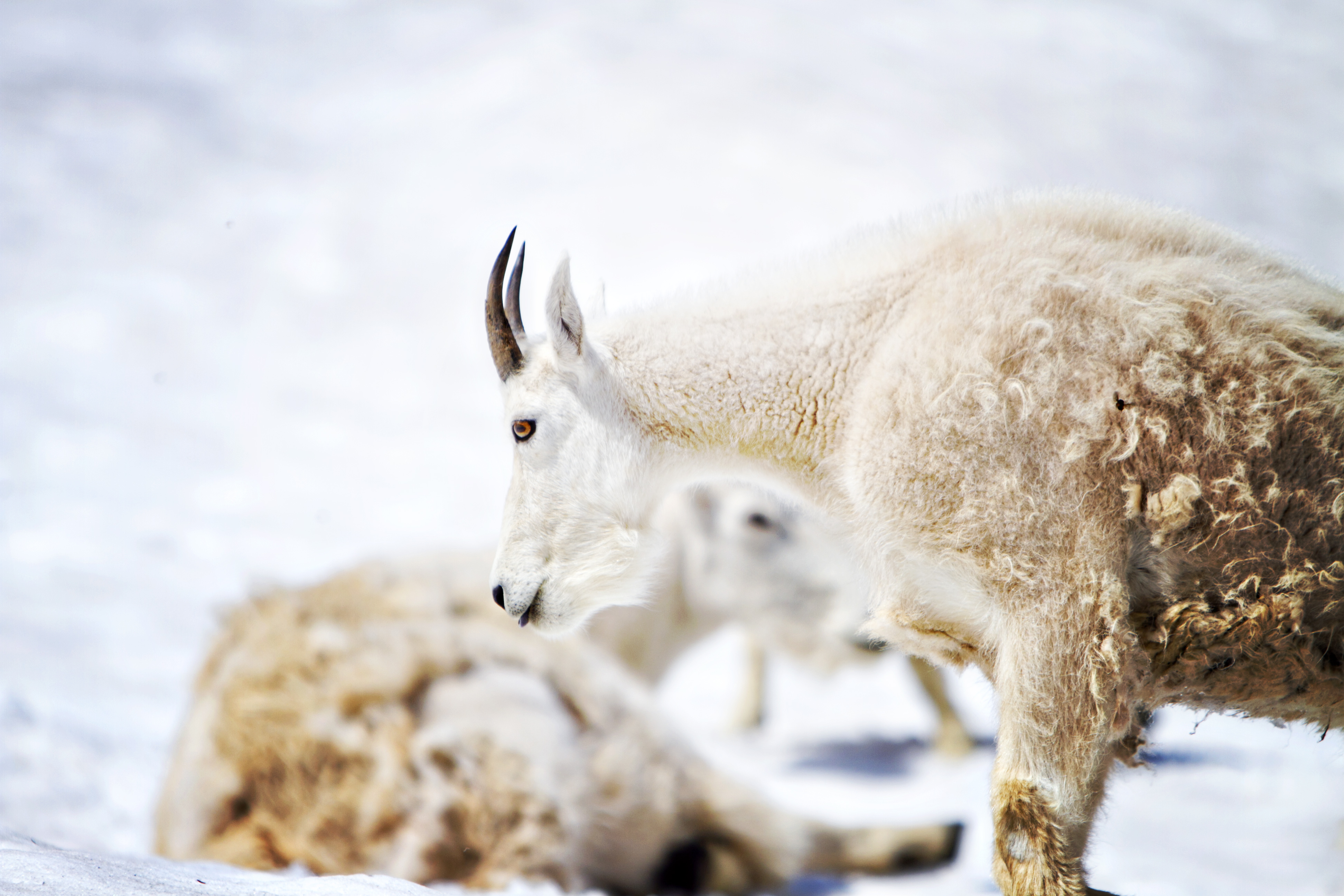 Klahhane Ridge (Switchback Route)