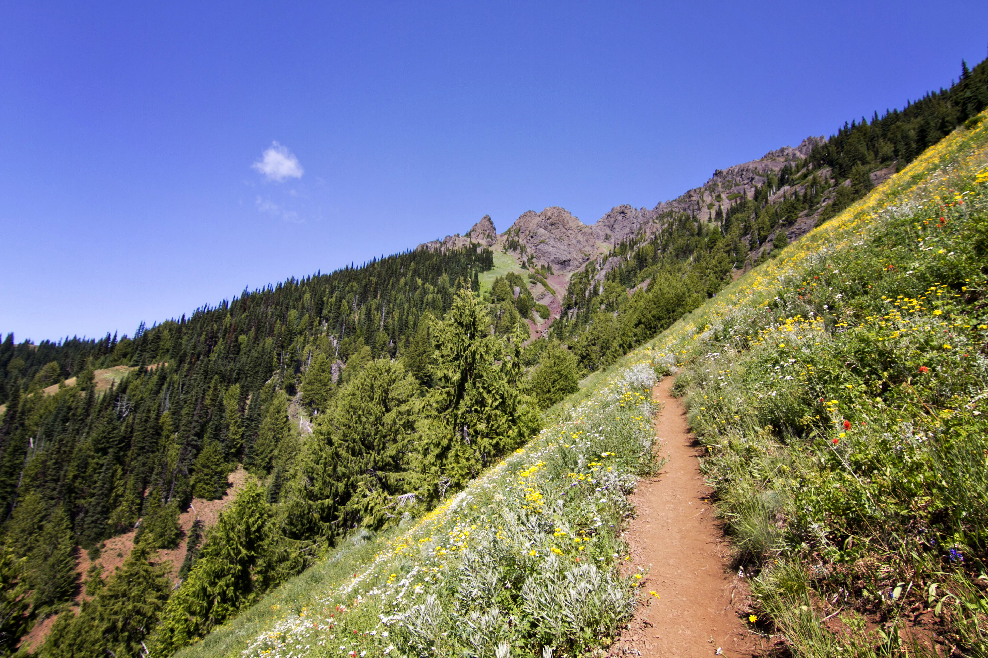 Klahhane Ridge (Switchback Route)