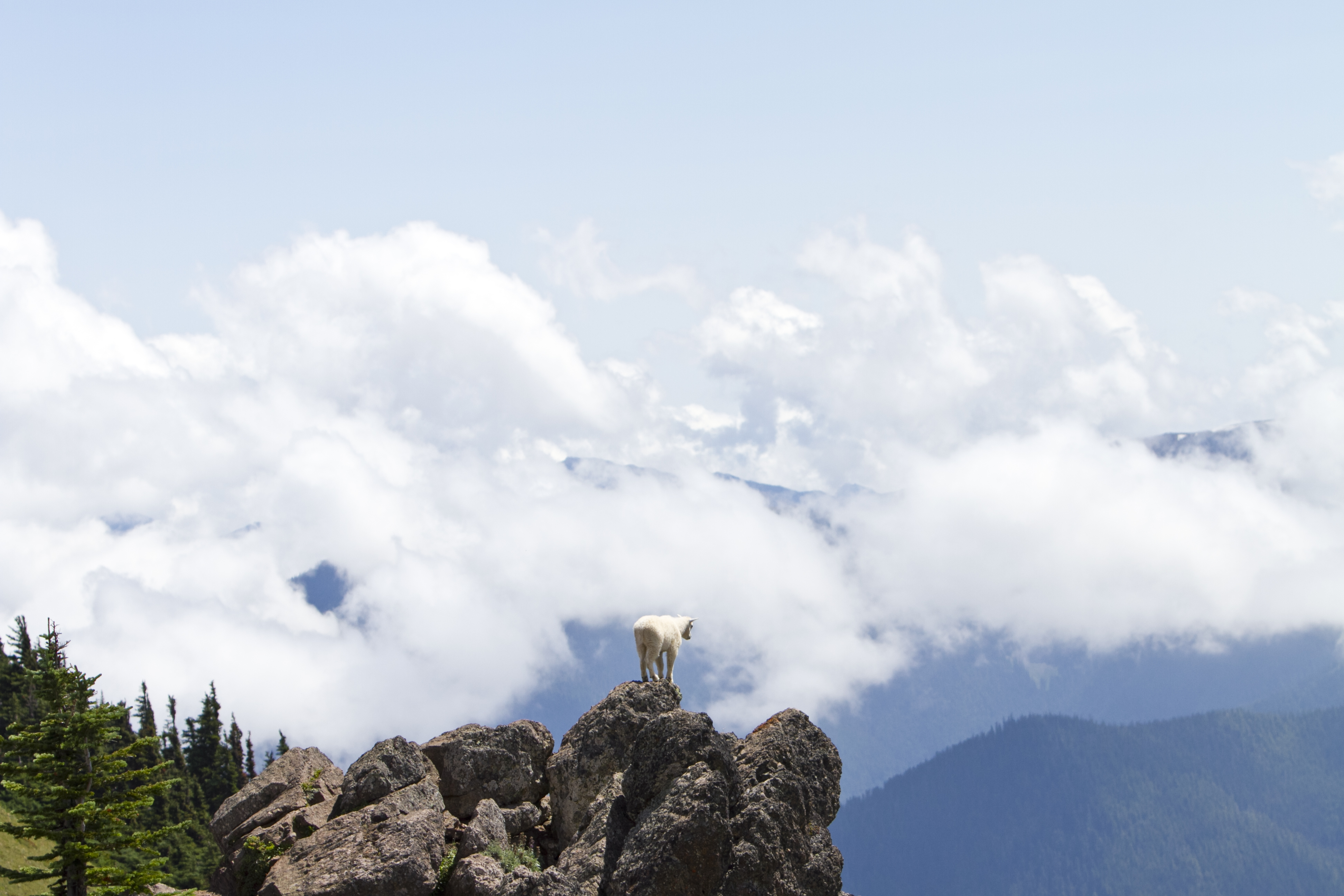 Klahhane Ridge (Switchback Route)