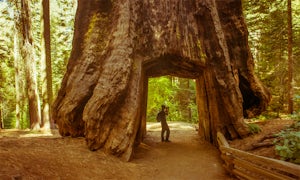 Hike the Tuolumne Grove of Giant Sequoias