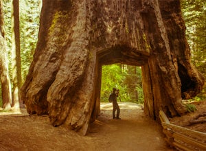 Tuolumne Grove of Giant Sequoias