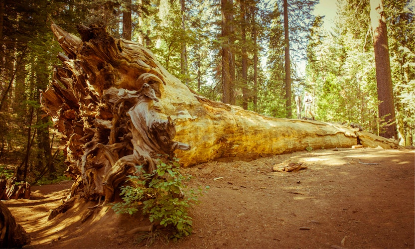 Hiking the Tuolumne Grove of Giant Sequoias, Yosemite