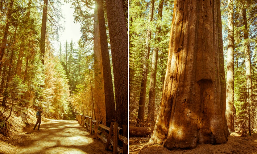 Hiking the Tuolumne Grove of Giant Sequoias, Yosemite