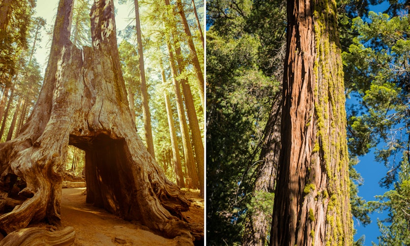 Hiking The Tuolumne Grove Of Giant Sequoias Yosemite 