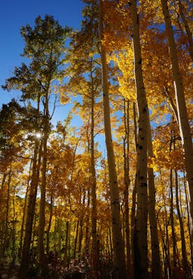 Enjoy the Stunning Fall Colors of Steamboat