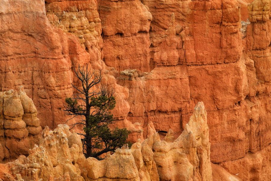 Bryce Canyon's Rim Trail 