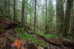 Hiking through the Avatar Grove