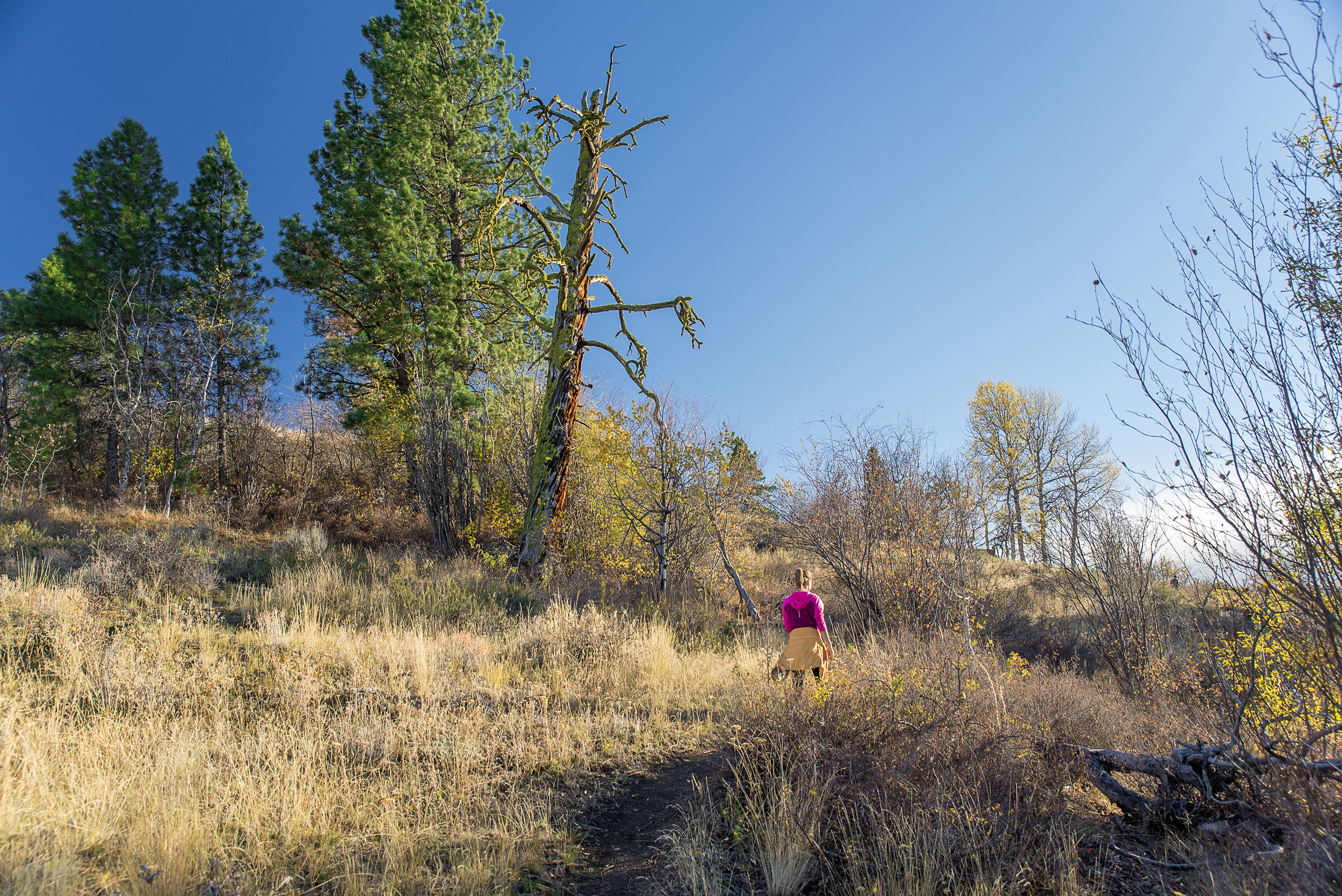 Patterson Mountain Loop