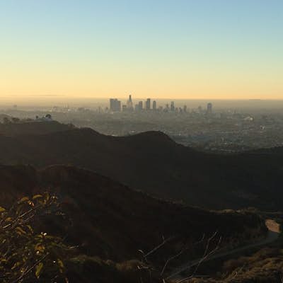 Hike Hollyridge Trail to the Hollywood Sign