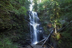 Reflections From Deep In The Redwood Forest