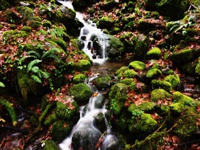 Salmon River Trail