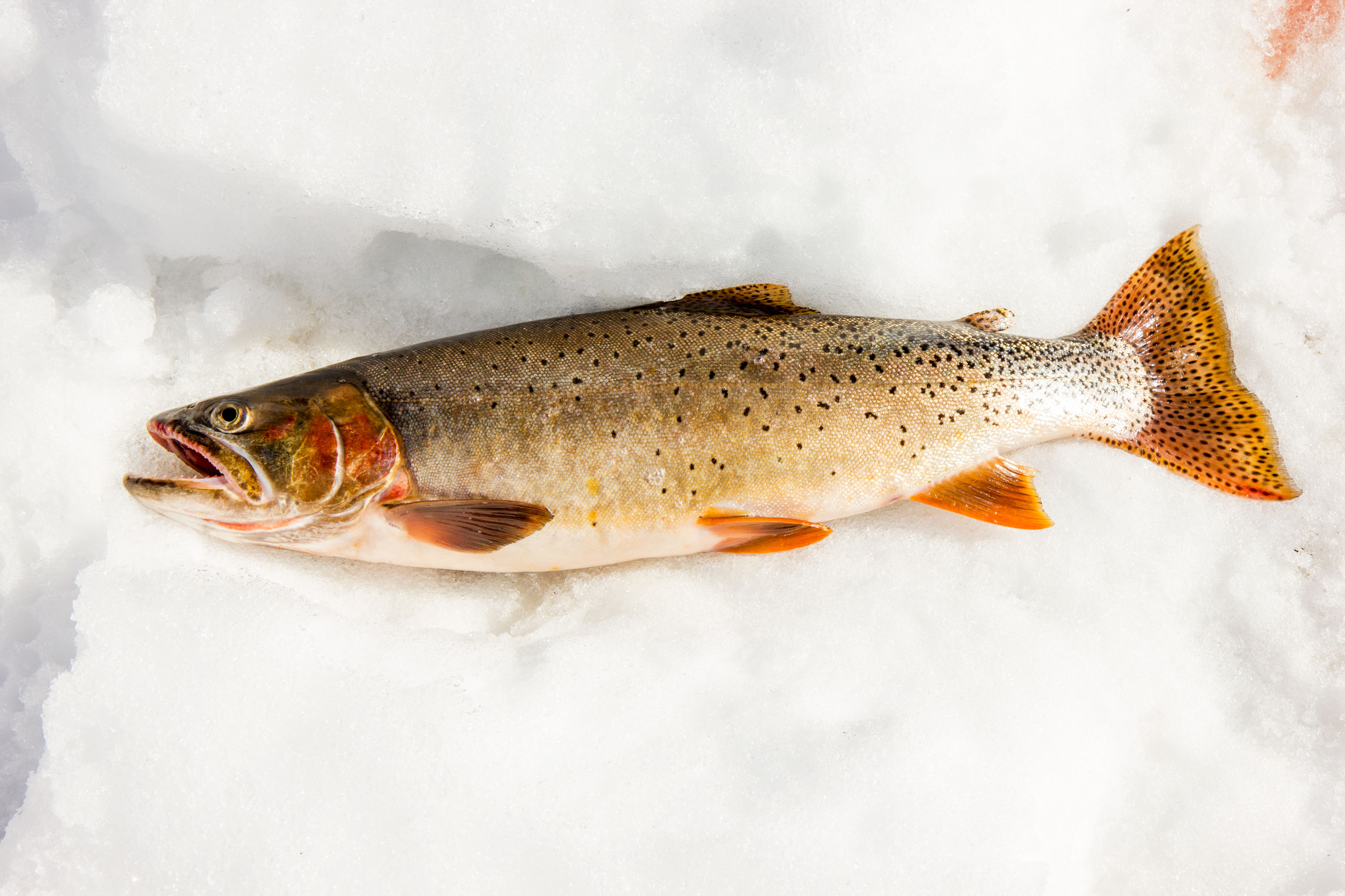 Ice Fishing on Jackson Lake
