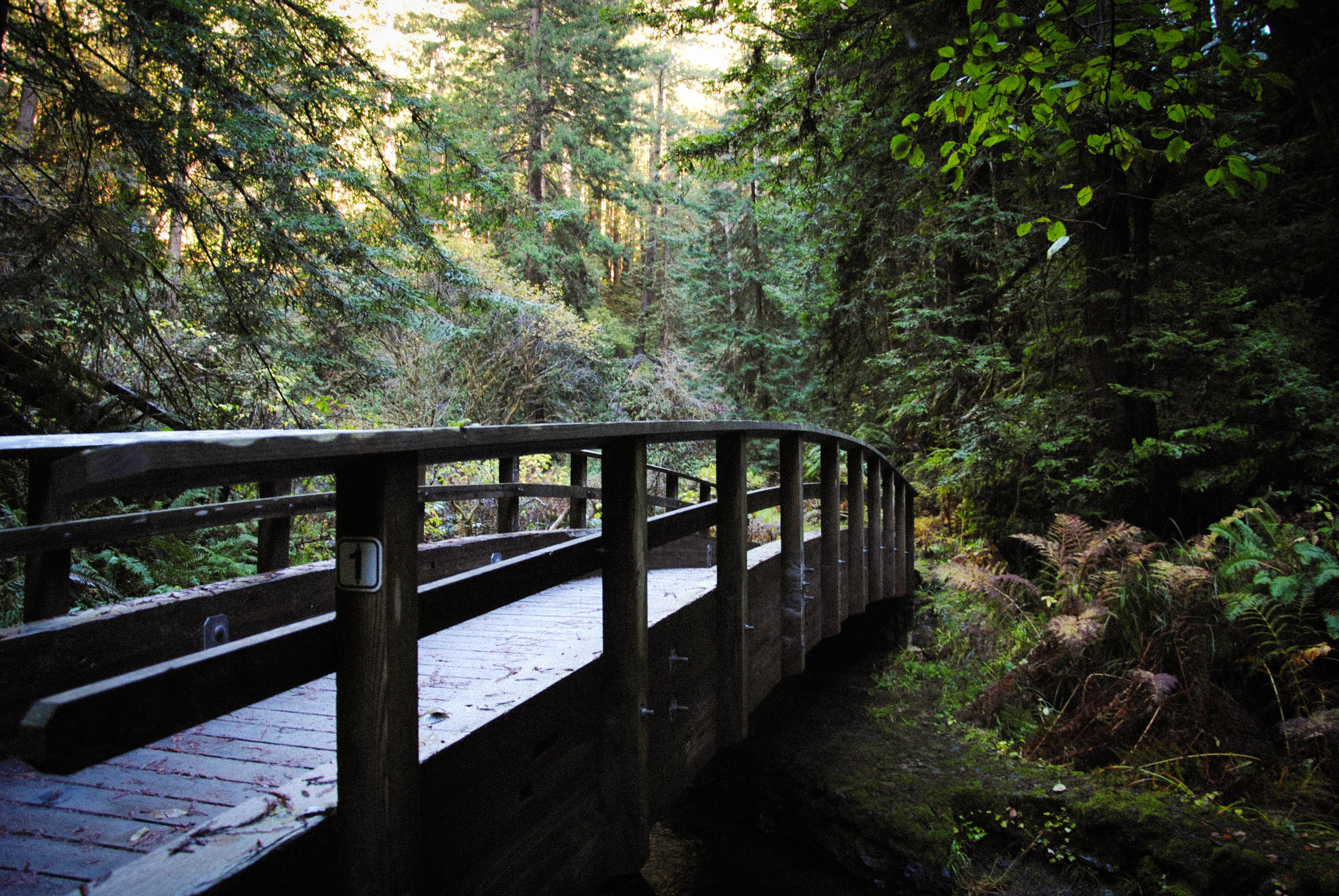 Fern Canyon Scenic Trail