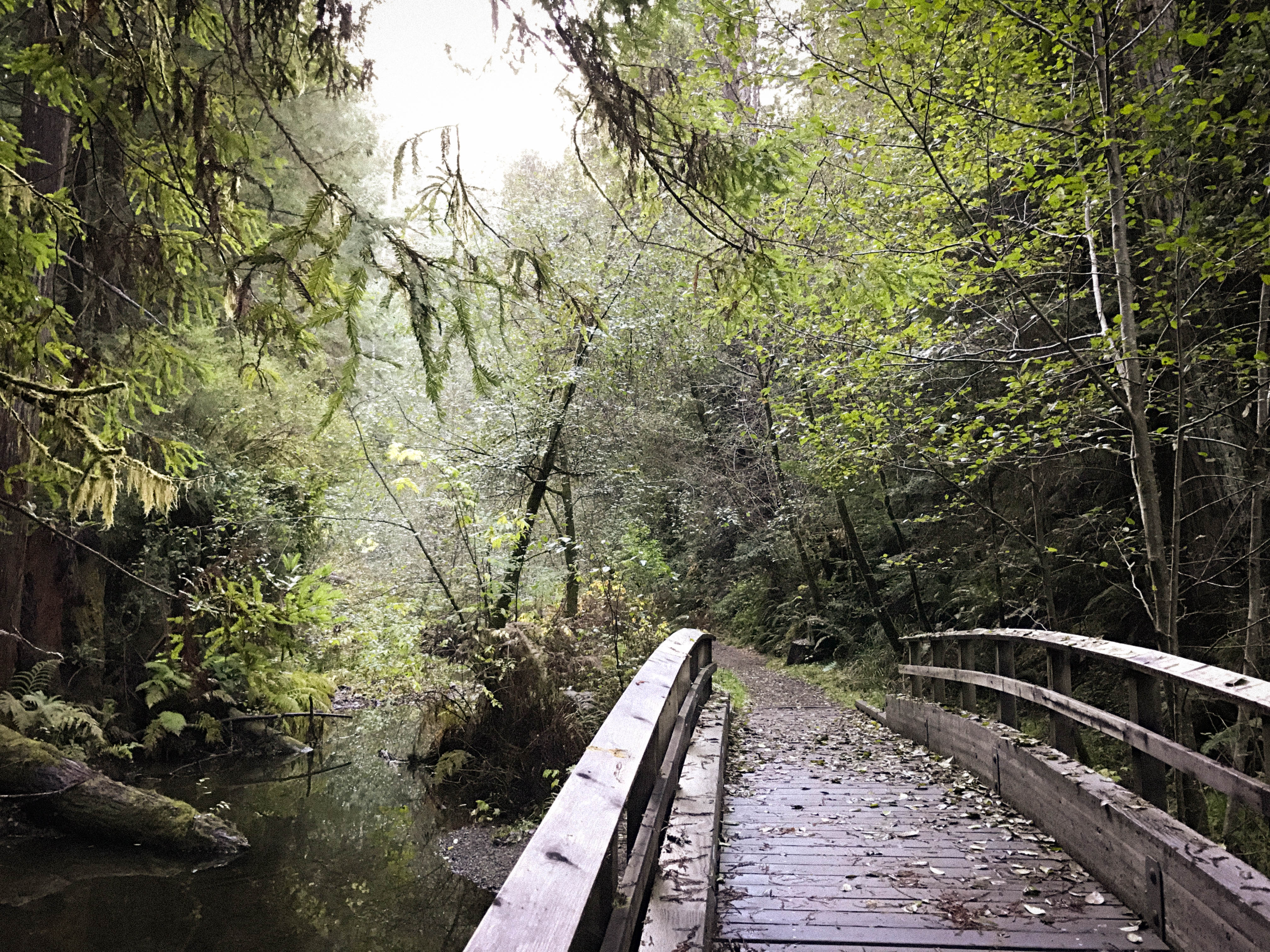 Fern Canyon Scenic Trail