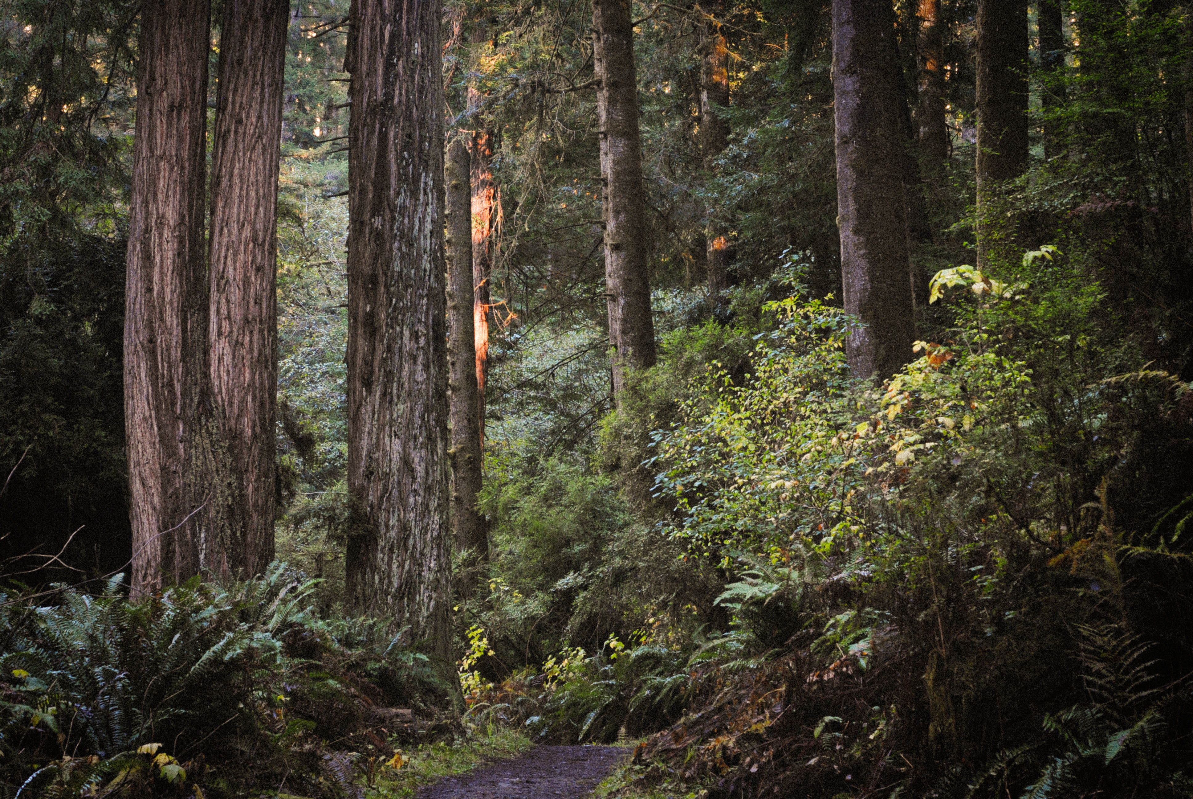 Fern Canyon Scenic Trail