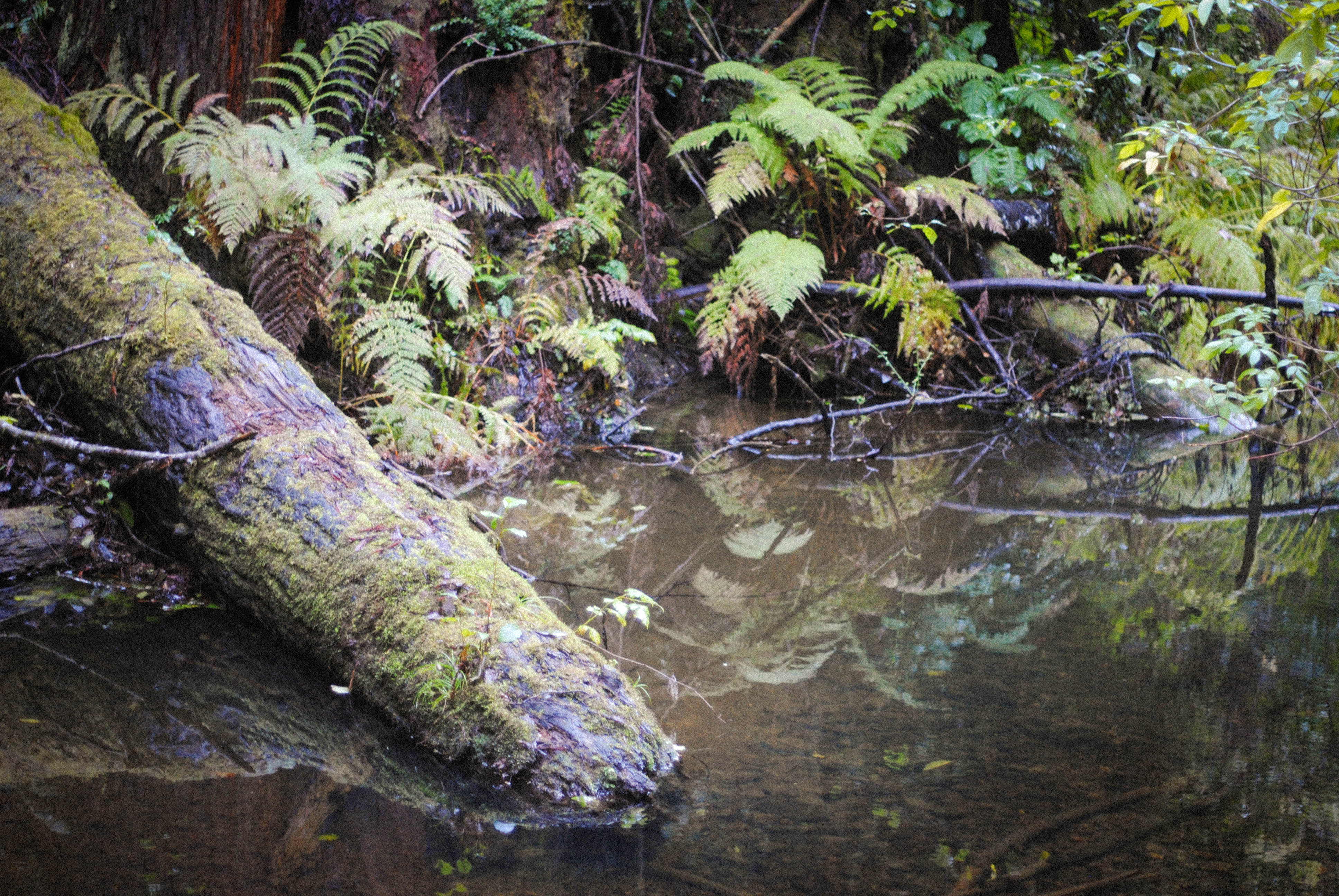 Fern Canyon Scenic Trail