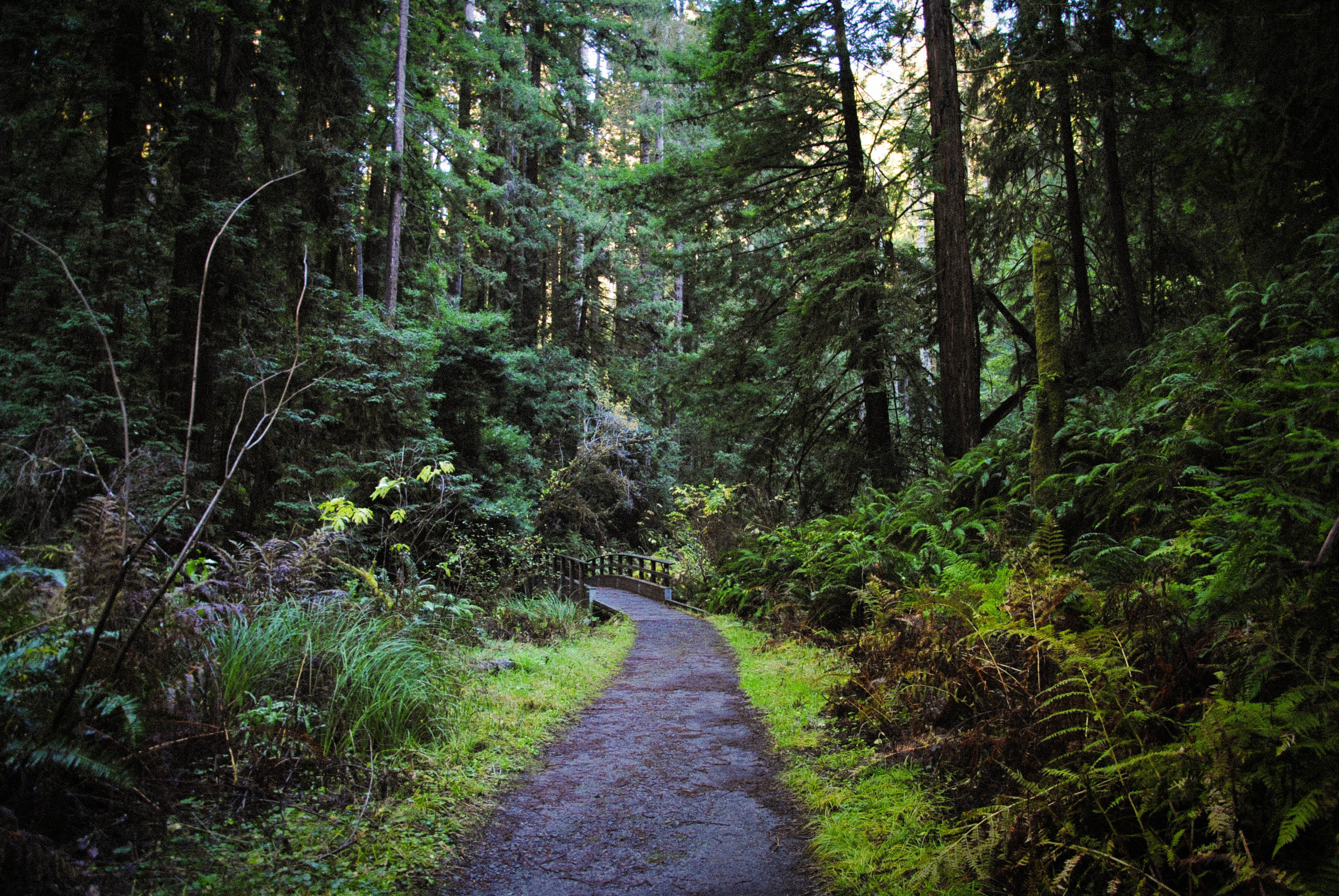 Fern Canyon Scenic Trail