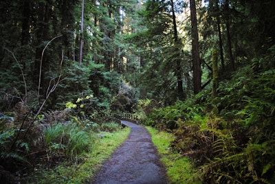 Hike Van Damme State Park, Fern Canyon Trailhead