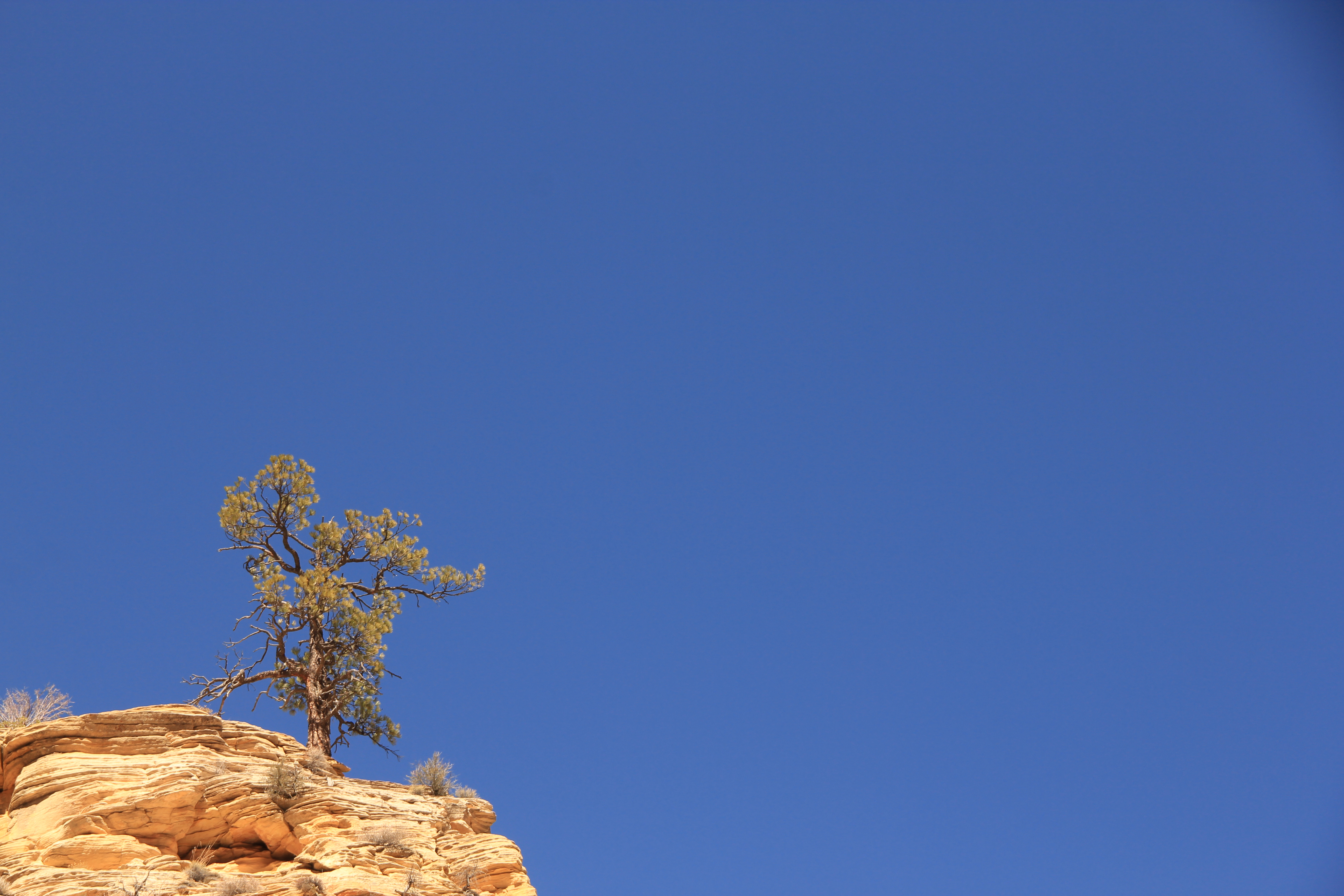 Hike Observation Point