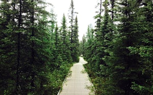 Walk the Big Bog Boardwalk