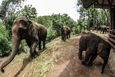 Backpack through the Jungles of Chiang Mai