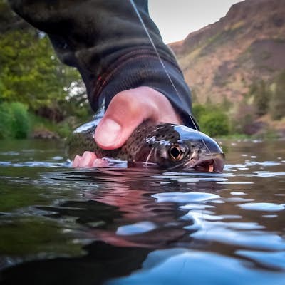 Fly-Fishing the Lower Deschutes River
