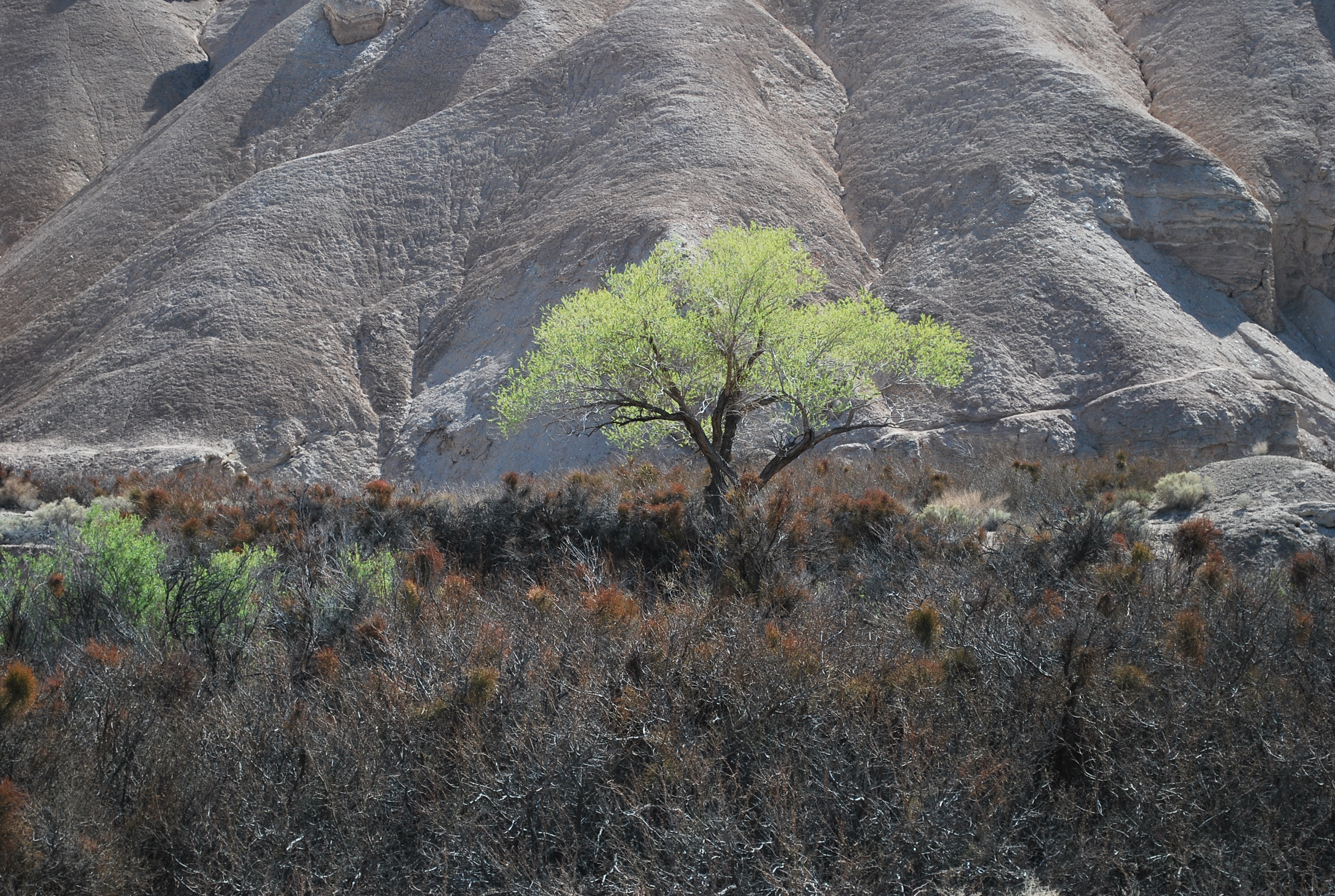 Hike the Amargosa River Trail
