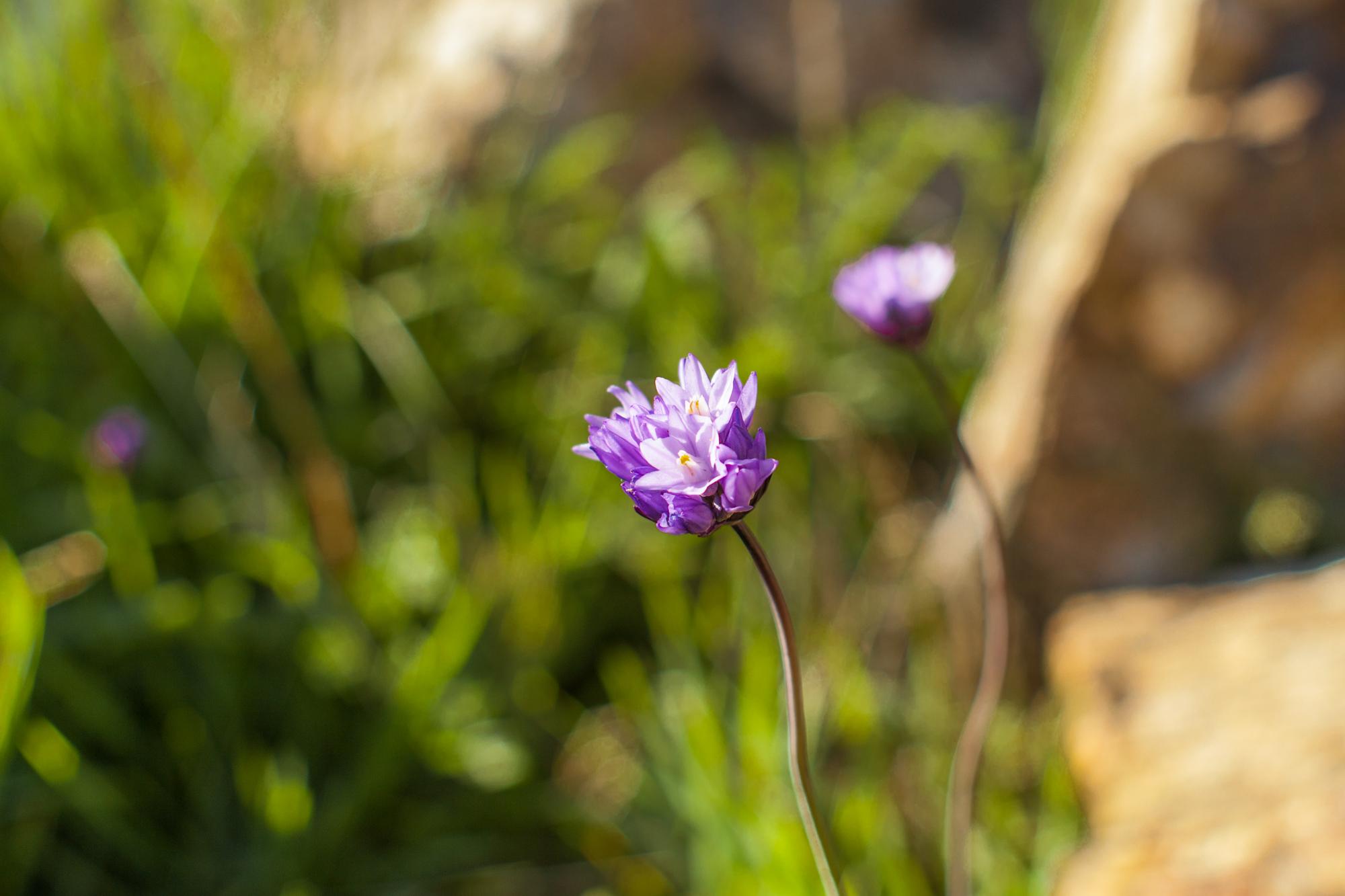 Hiking the Piru Creek Gorge Trail