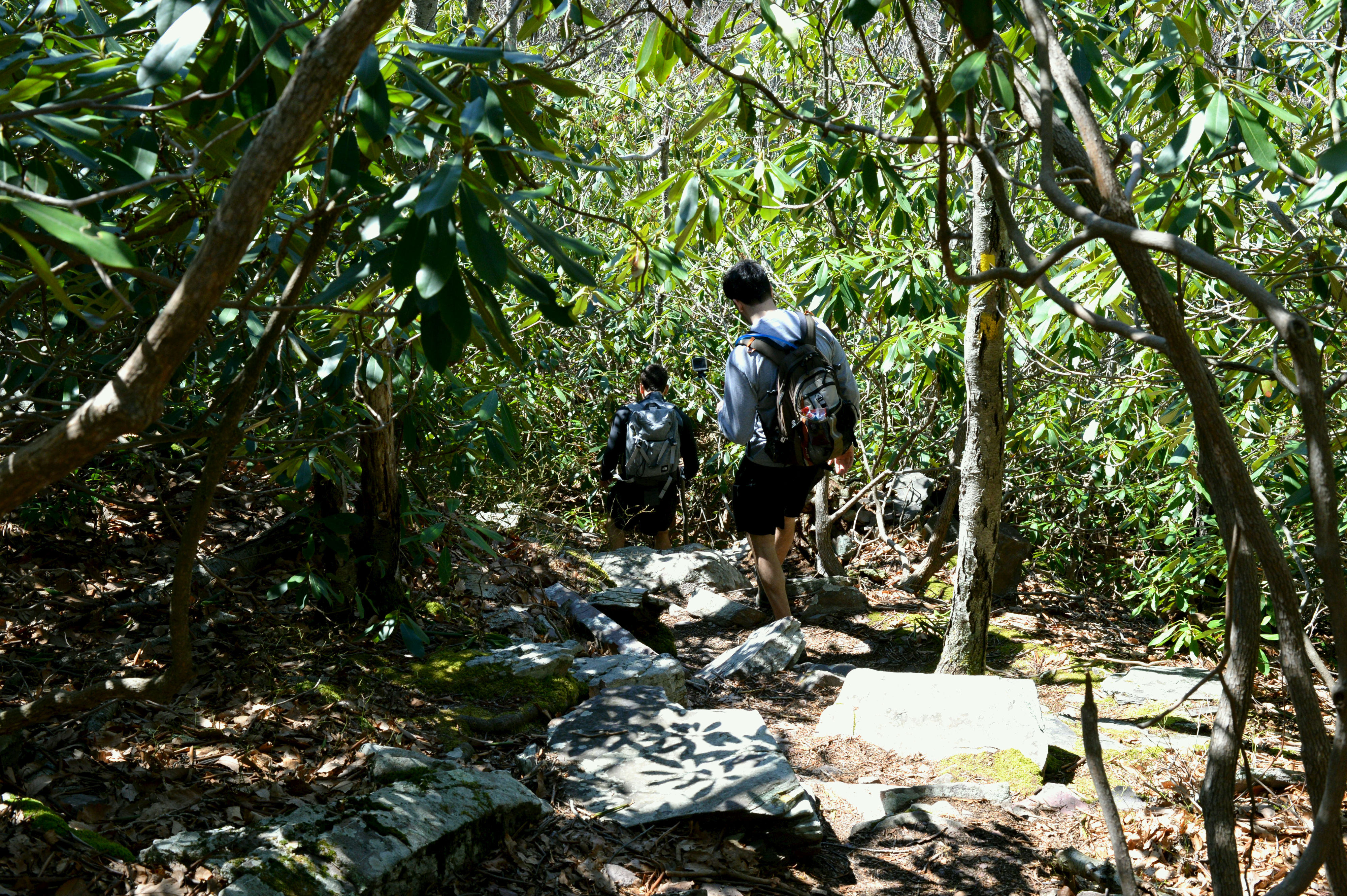 Bearfort Mountain Loop