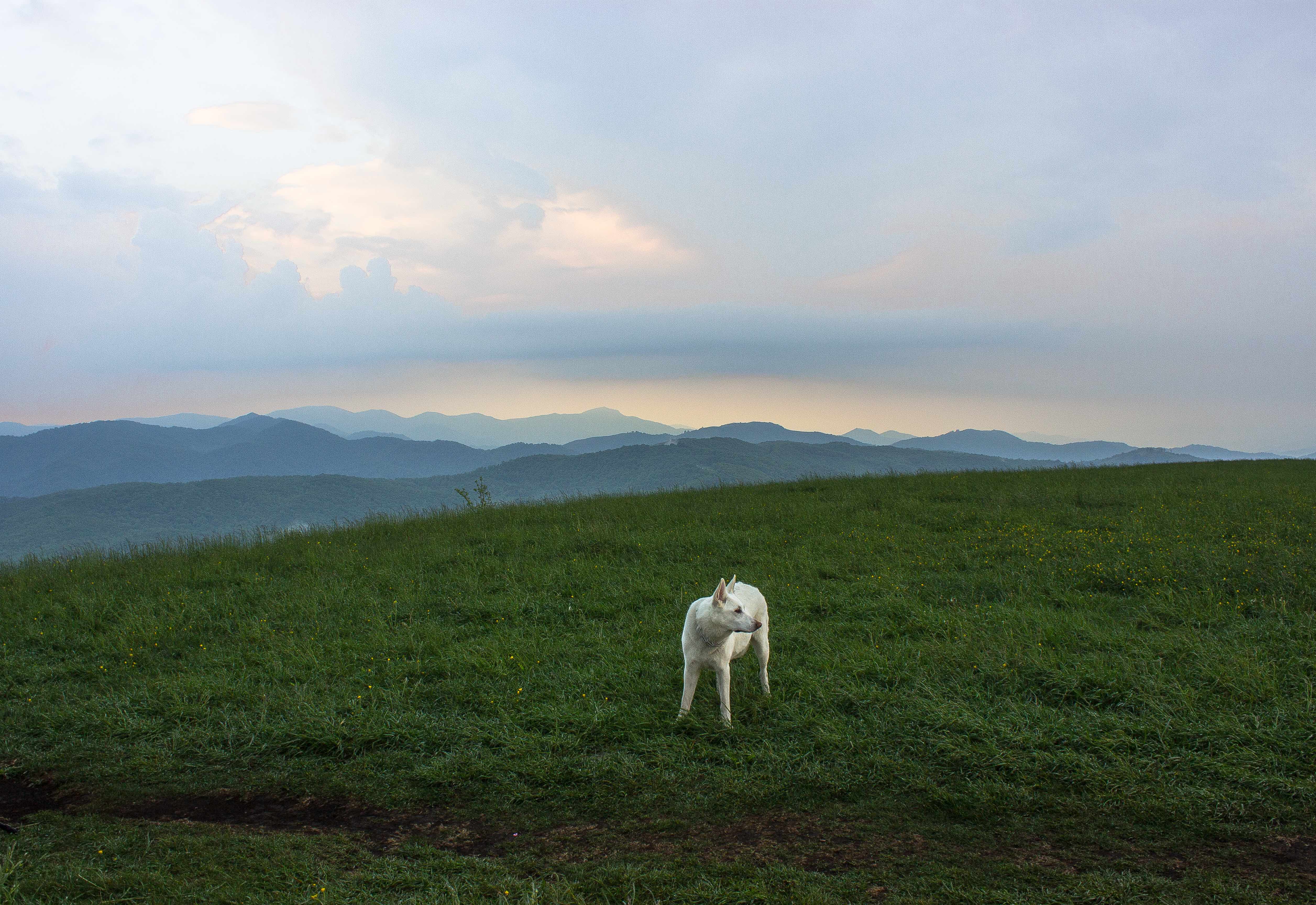 Max Patch Mountain