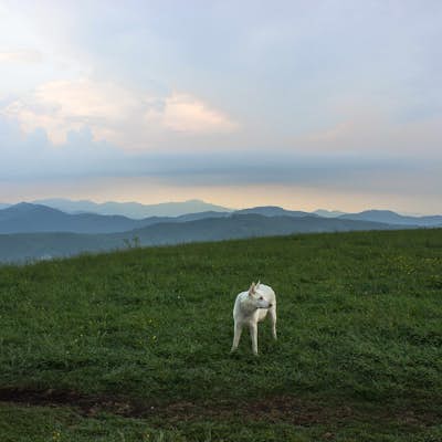 Max Patch Mountain